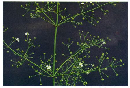 Image: Water plantain