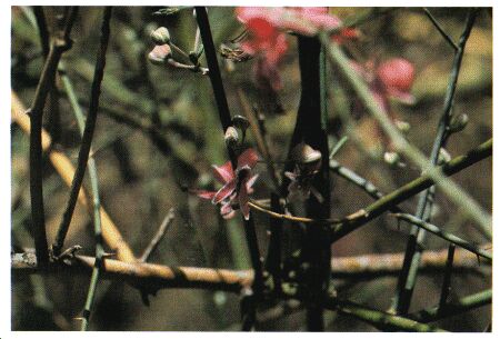 Image: Wild caper