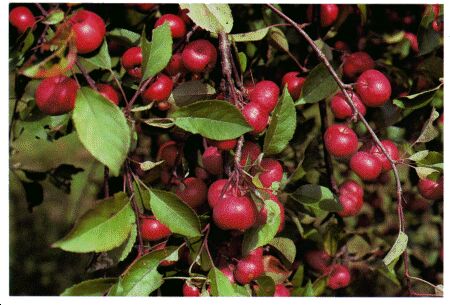 Image: Wild crab apple or wild apple