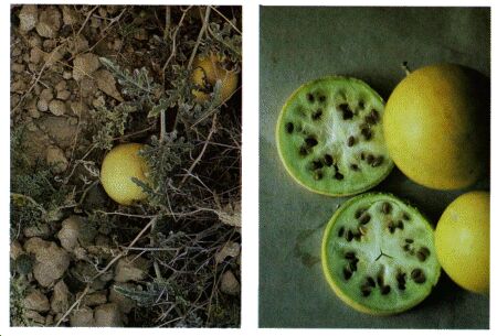 Image: Wild desert gourd or colocynth