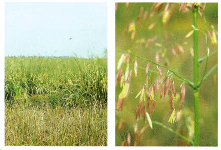 Image: Wild rice