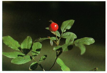 Image: Wild rose