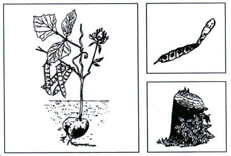 Image: Yam bean