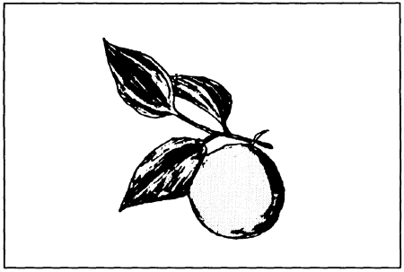 Drawing: Strychnine tree