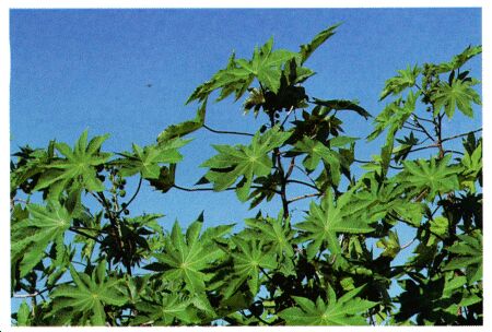 Image: Castor bean, castor-oil plant, palma Christi