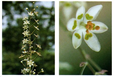 Image: Death camas, death lily