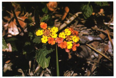 Image: Lantana