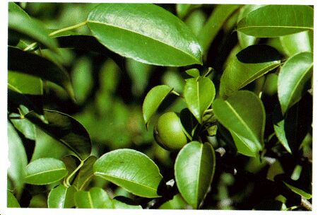 Image: Manchineel