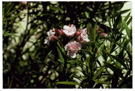 Image: Oleander