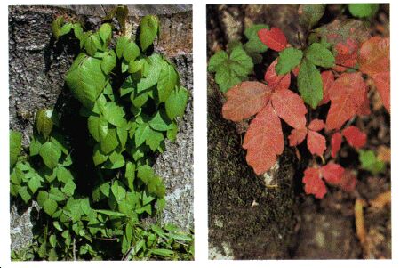 Image: Poison ivy and poison oak