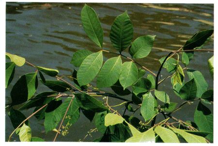 Image: Poison sumac