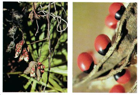 Image: Rosary pea or crab's eyes