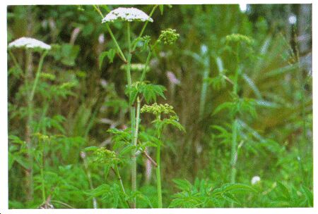 Image: Water hemlock or spotted cowbane