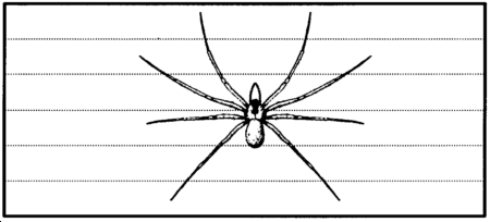 Drawing: Brown house spider or brown recluse spider