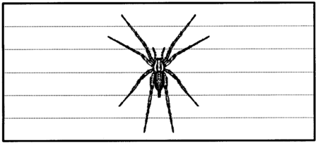 Drawing: Funnelweb spider
