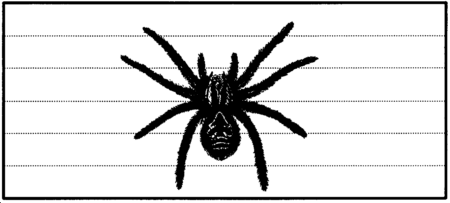 Drawing: Tarantula