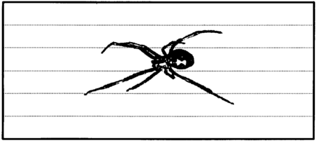 Drawing: Widow spider