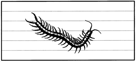 Graphic: Centipede