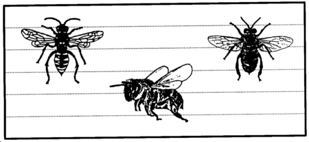 Drawing: Bee