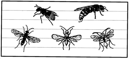 Drawing: Wasps and hornets