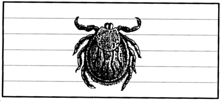 Drawing: Tick