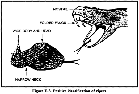Drawing: Identification of Vipers