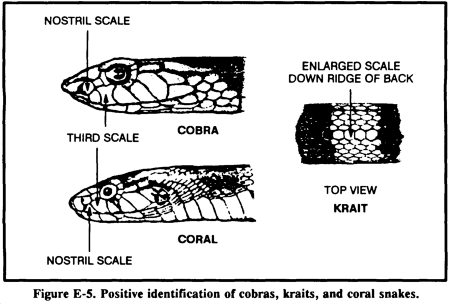 Drawing: Identification of cobras, kraits, and coral snakes.