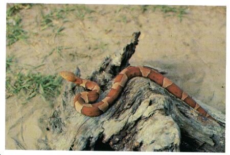 Image: American copperhead