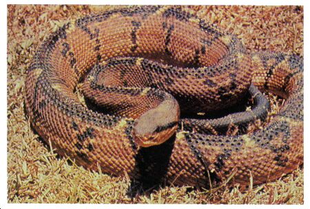 Image: Bushmaster