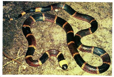 Image: Coral snake