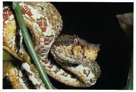 Image: Eyelash pit viper