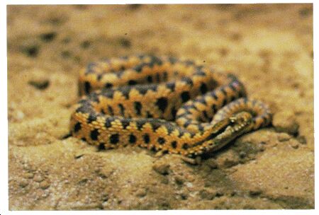 Image: Common adder