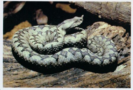 Image: Long-nosed adder