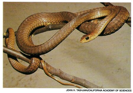 Image: Boomslang