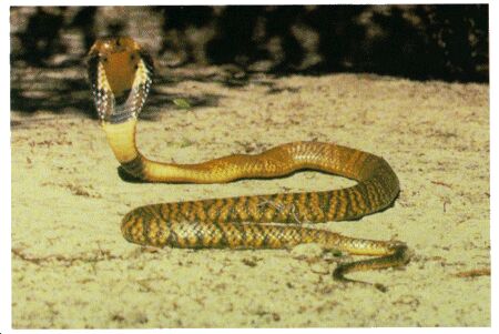 Image: Common cobra