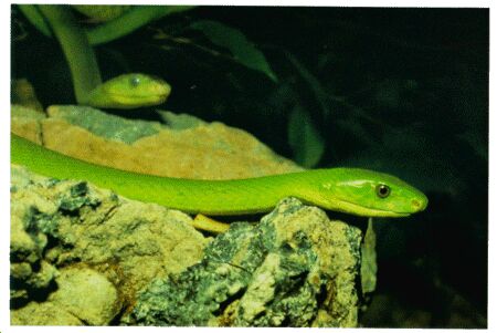 Image: Green mamba