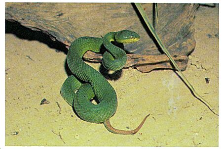 Image: Green tree pit viper