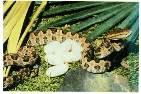 Image: Habu pit viper