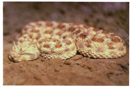Image: Horned desert viper