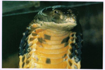 Image: King cobra