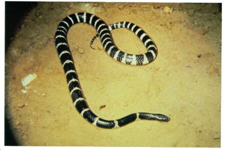 Image: Krait