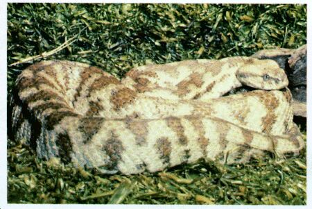 Image: Levant viper