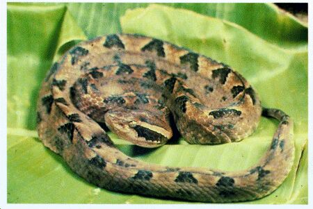 Image: Malayan pit viper