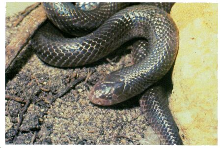 Image: Mole viper or burrowing viper