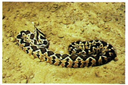 Image: Palestinian viper