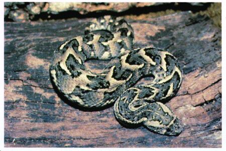 Image: Puff adder