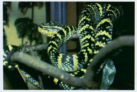 Image: Wagler's pit viper or temple viper