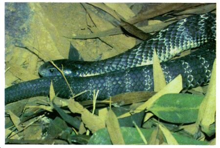 Image: Tiger snake