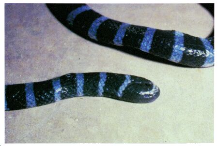 Image: Branded sea snake