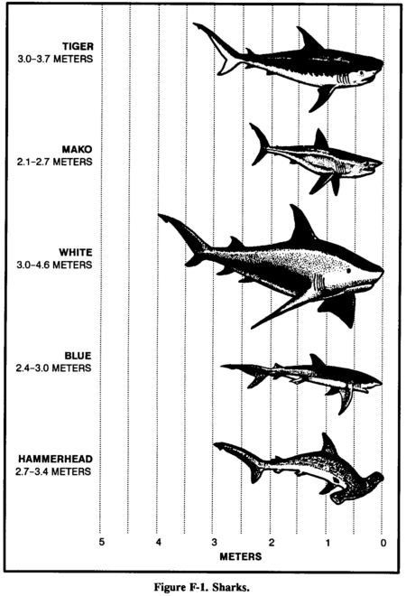 Drawing: Figure F-1. Sharks.